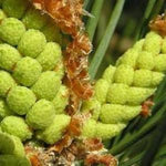 24 - Fiche Pine (Pin sylvestre)