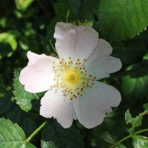 37 - Fiche Wild Rose (Églantier)